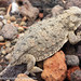 Pygmy Short-horned Lizard - Photo (c) Robert Mutch, some rights reserved (CC BY-NC)