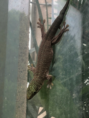 Phelsuma standingi
