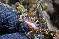 Coryphellina poenicia