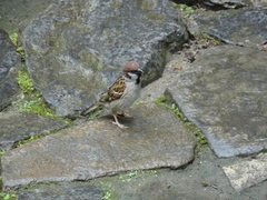 Passer montanus