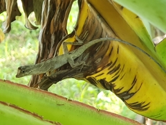 Anolis planiceps