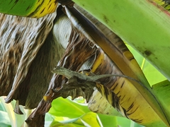 Anolis planiceps