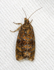 Olethreutes ferrolineana