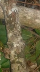Entoleuca