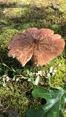 Amanita brunneolocularis