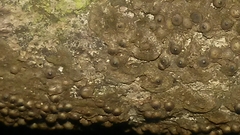 Entoleuca