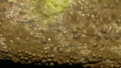 Entoleuca