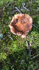 Amanita brunneolocularis