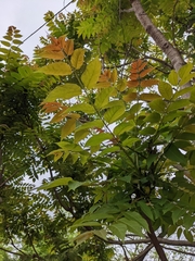 Ailanthus altissima