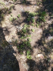 Chamaebatia foliolosa