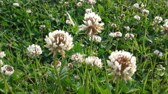 Trifolium repens