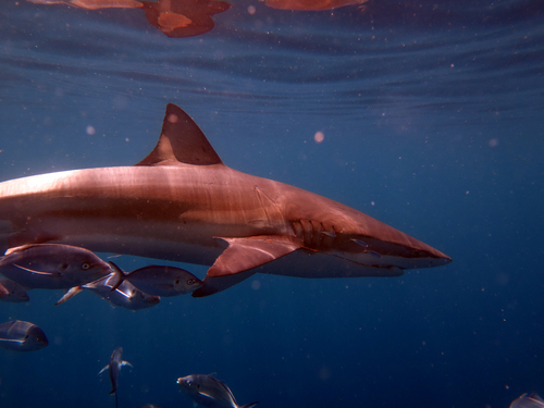 Black-tipped whaler (Carcharhinus brachyurus) — Carcharhinidae — 2