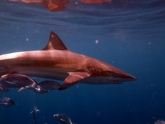 Carcharhinus brachyurus