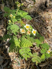 Chamaebatia foliolosa