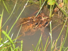 Incilius porteri