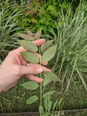 Ailanthus altissima