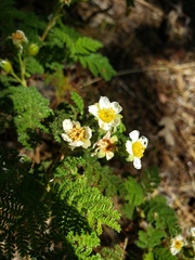 Chamaebatia foliolosa