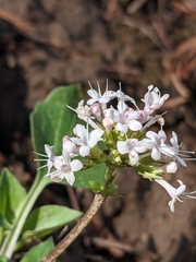 Valeriana capitata