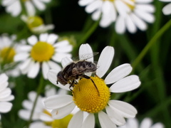 Eristalinus aeneus