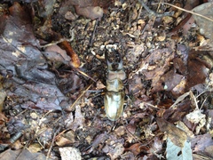 Lucanus maculifemoratus