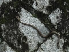 Elaphe quadrivirgata