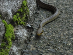 Elaphe quadrivirgata