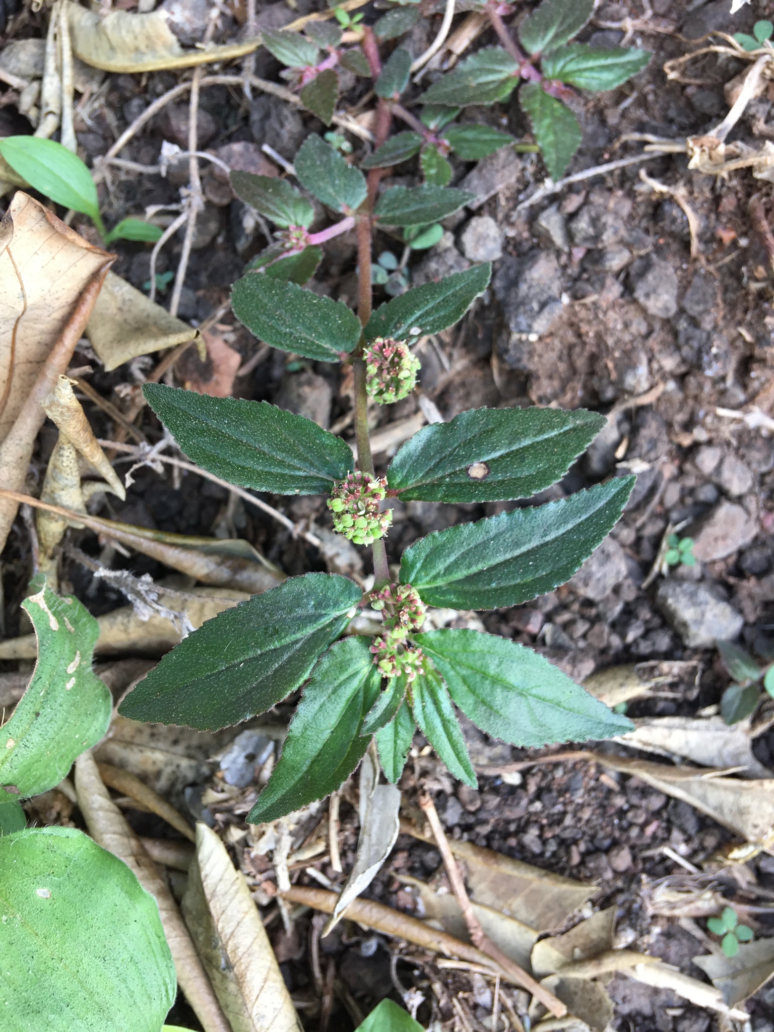 Euphorbia hirta