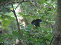 Papilio demetrius