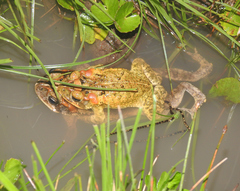 Incilius porteri