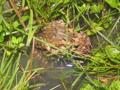 Incilius porteri