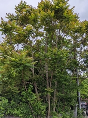 Ailanthus altissima