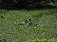 Spodiopsar cineraceus