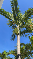 Ptychosperma elegans