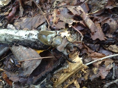 Lucanus maculifemoratus