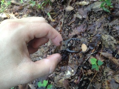 Lucanus maculifemoratus