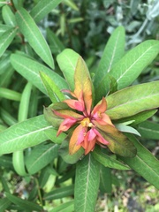 Euphorbia griffithii