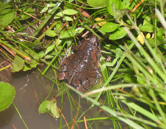 Hypopachus guancasco