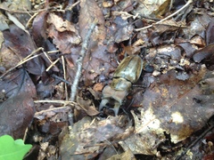 Lucanus maculifemoratus