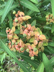 Euphorbia griffithii
