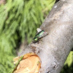 Chrysobothris viridicyanea