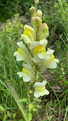 Antirrhinum majus