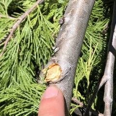 Chrysobothris viridicyanea