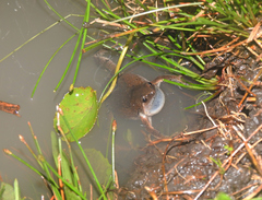 Hypopachus guancasco