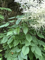 Aruncus