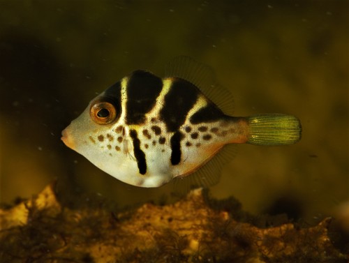 Valse scherpneuskogelvis (Paraluteres prionurus) — Monacanthidae — 5