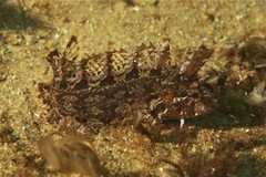 Heteroclinus roseus