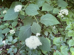 Hydrangea radiata