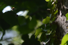 Bombus hypnorum