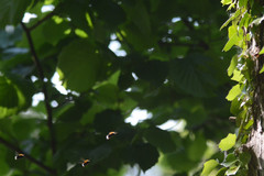 Bombus hypnorum