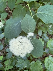 Hydrangea radiata
